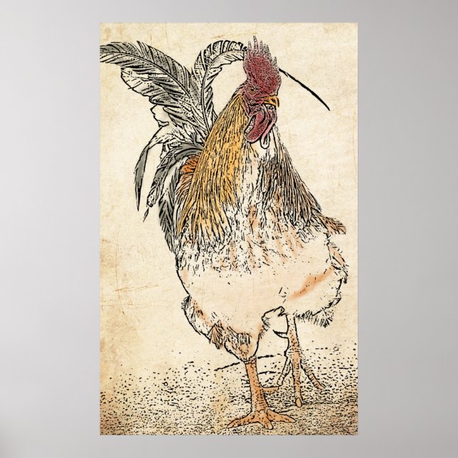 Póster Cockerel dorado (Frente)