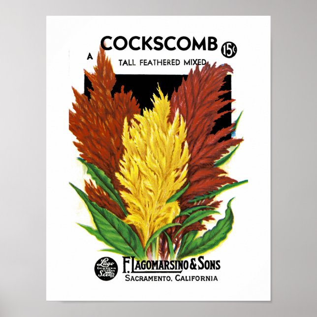 Póster Cockscomb (Frente)