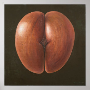 Póster Coco de Mer Maldives 2012