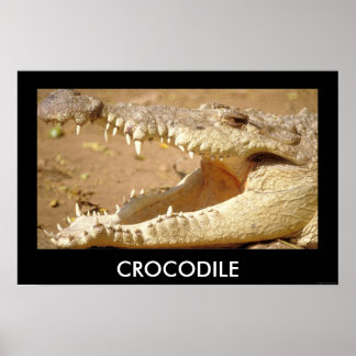 Póster cocodile Jaws de JungleWalk.com