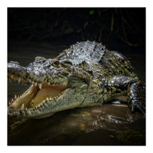 Póster Cocodrilo