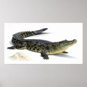 Póster Cocodrilo
