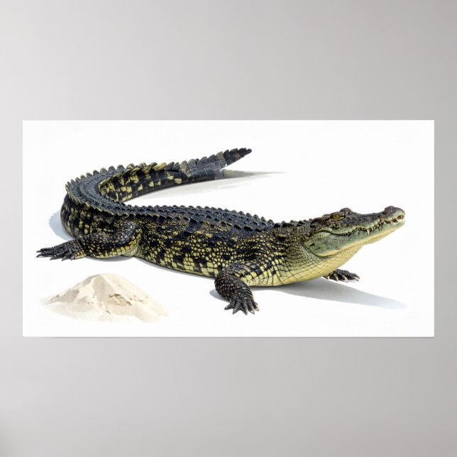 Póster Cocodrilo (Frente)