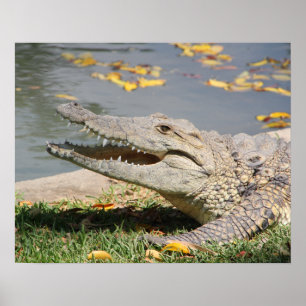 Póster Cocodrilo