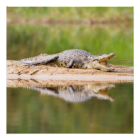 Cocodrilo