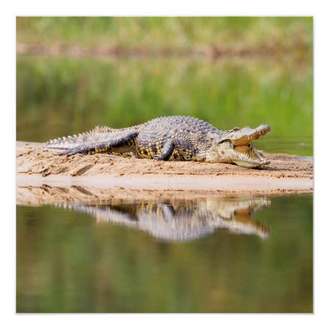 Póster Cocodrilo (Anverso)