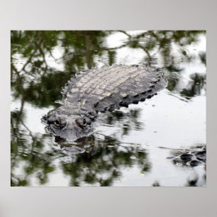Póster Cocodrilo