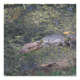 Póster Cocodrilo Bebé En Sudamérica