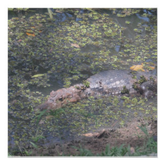 Póster Cocodrilo Bebé En Sudamérica