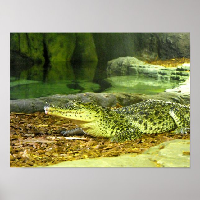Póster Cocodrilo cubano (Frente)