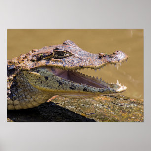 Póster Cocodrilo de fresado en Tortuguero - Costa Rica