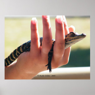 Póster Cocodrilo del bebé