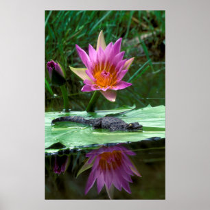 Póster Cocodrilo del Nilo (Crocodylus Niloticus) recién e
