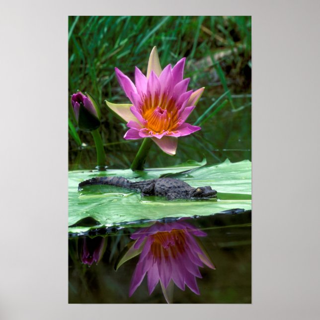 Póster Cocodrilo del Nilo (Crocodylus Niloticus) recién e (Frente)