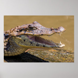 Póster Cocodrilo sonriente en Tortuguero - Costa Rica