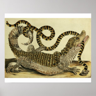 Póster Cocodrilo y serpiente, 1730 (grabado coloreado)