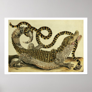Póster Cocodrilo y serpiente, 1730 (grabado coloreado)