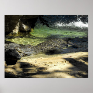 Póster Cocodrilos