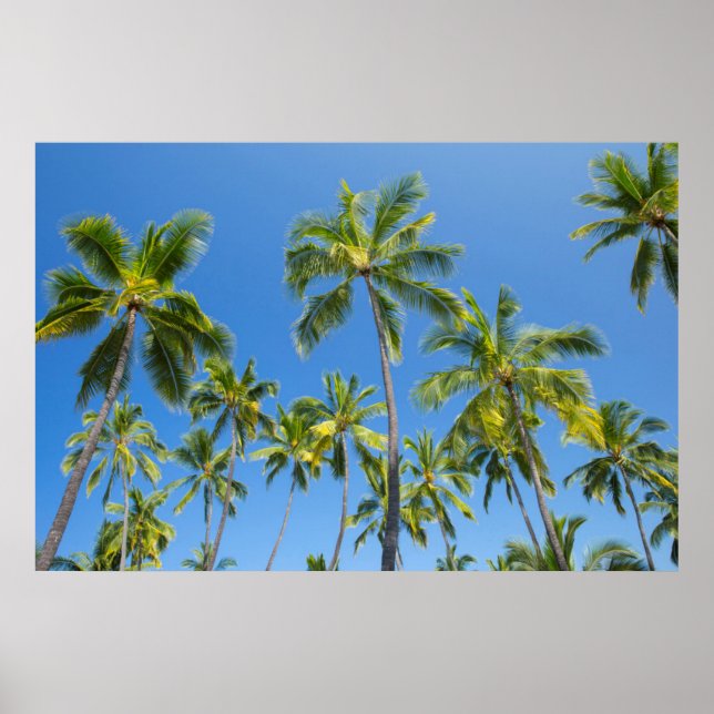 Póster Cocoteros, Pu'uhonua o Honaunau 2 (Frente)