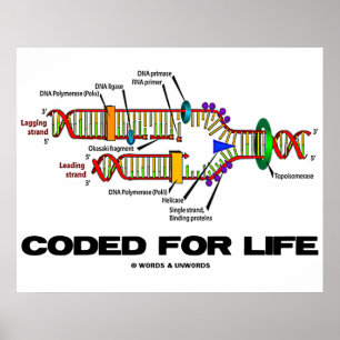 Póster Coded For Life (replicación del ADN)