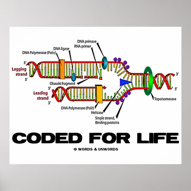 Póster Coded For Life (replicación del ADN) (Frente)