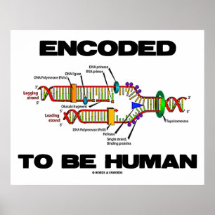 Póster Codificado para ser humana (réplica de la DNA)