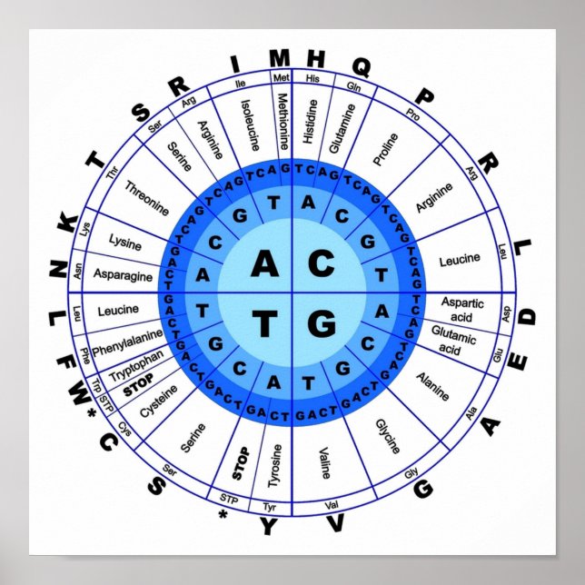 Póster Código Genético de ADN Círculo Gene Codon Amino Ác (Frente)