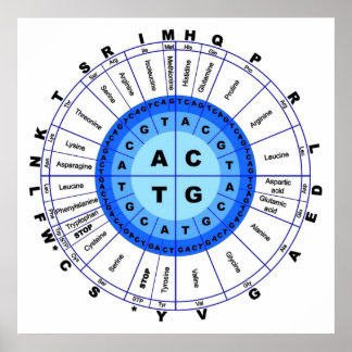 Póster Código Genético de ADN Círculo Gene Codon Amino Ác