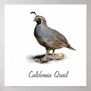PÓSTER CODORNICES DE CALIFORNIA
