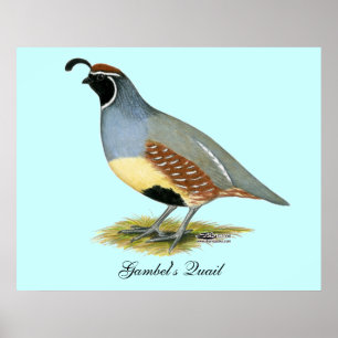 Póster Codornices del desierto de Gambel