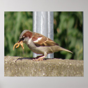 Póster Coedy Sparrow con gruñones galore Imprimir