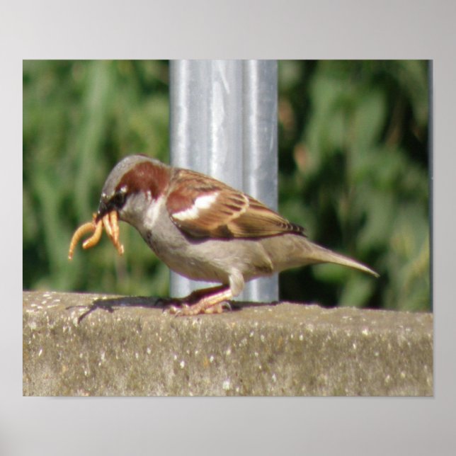 Póster Coedy Sparrow con gruñones galore Imprimir (Frente)