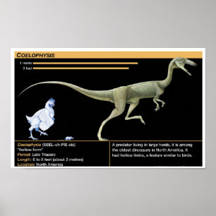 Póster Coelophysis - Biología Jurásico