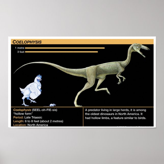 Póster Coelophysis - Biología Jurásico (Frente)