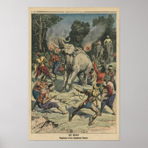 Póster Cogida de un elefante blanco en Tailandia