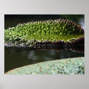 Póster Cojín creciente