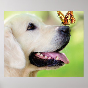 Póster Cojín decorativo De Labrador Y Mariposa