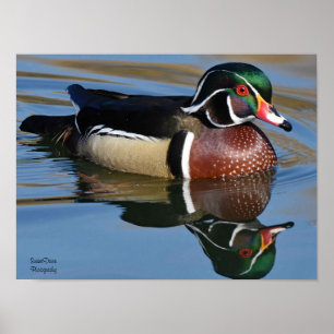 Póster Cojín decorativo de reflexión de pato de madera ma