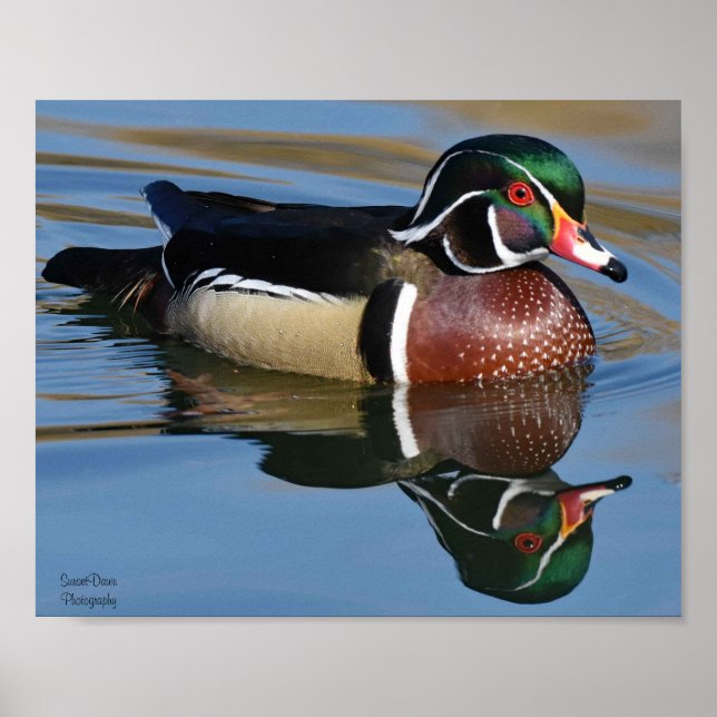 Póster Cojín decorativo de reflexión de pato de madera ma (Frente)