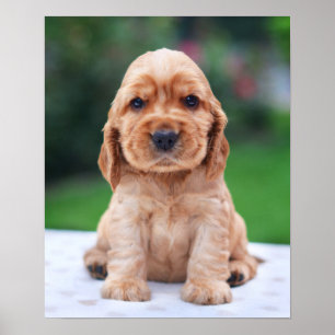 Póster Coker Spaniel Puppy