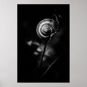 Póster cola de caracol