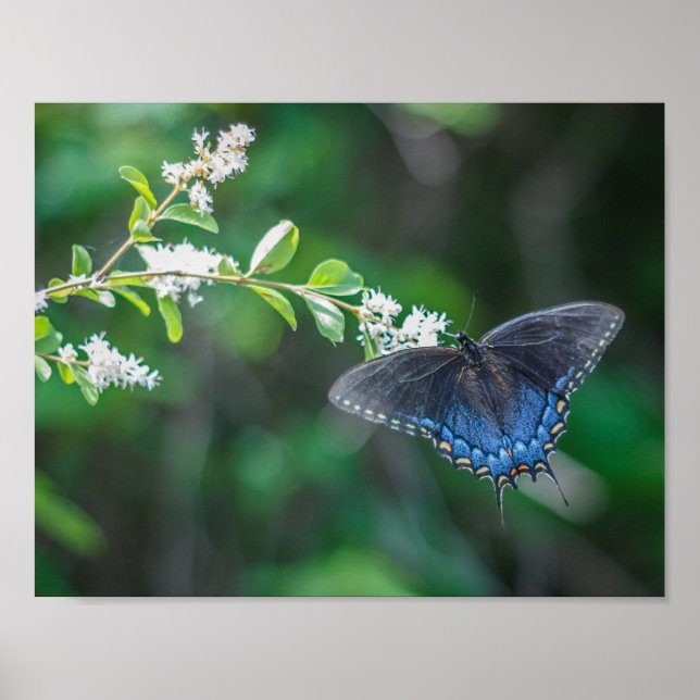 Póster Cola de golondrina (Frente)