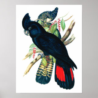 Póster cola roja, Cockatoos negros (banksianos).