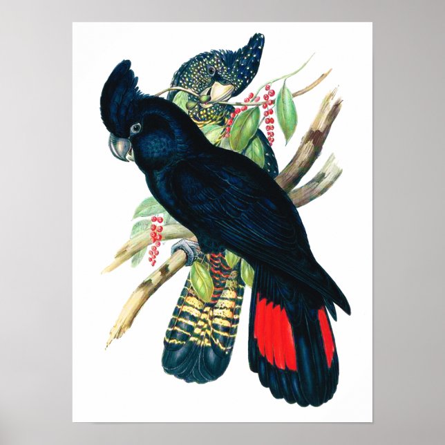 Póster cola roja, Cockatoos negros (banksianos). (Frente)
