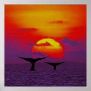 Póster Colas de la ballena en la puesta del sol