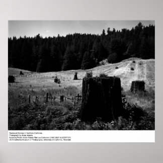 Póster Colas de secuoya de Ansel Adams