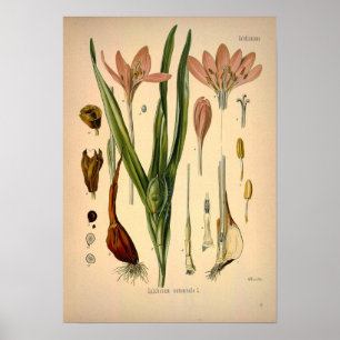 Póster Colchicum Autumnale known as Autumn Crocus