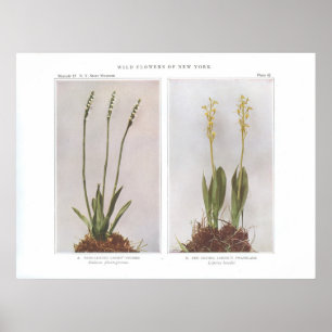 Póster Colchones de damas de ala ancha
