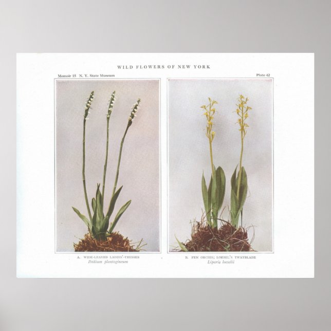 Póster Colchones de damas de ala ancha (Frente)