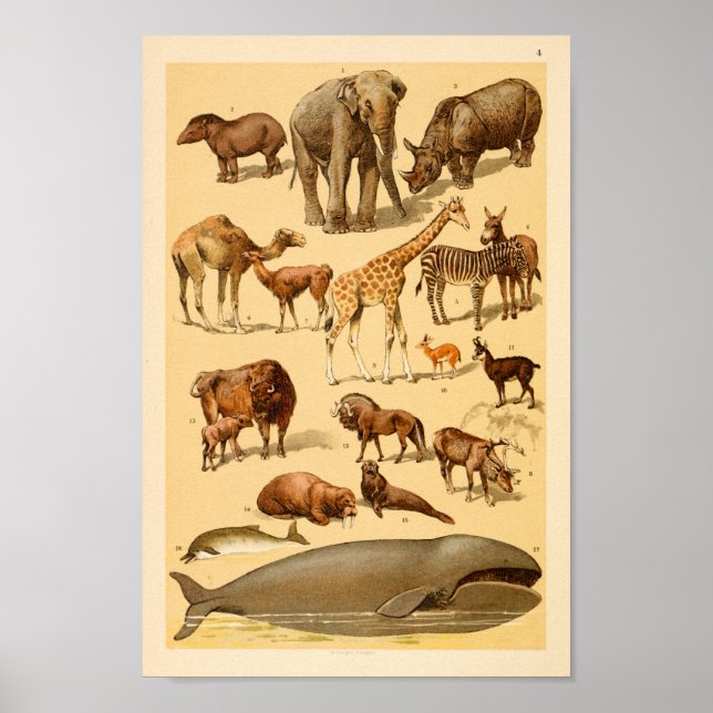 Póster Colección de animales salvajes Elefante Girafa Art (Frente)